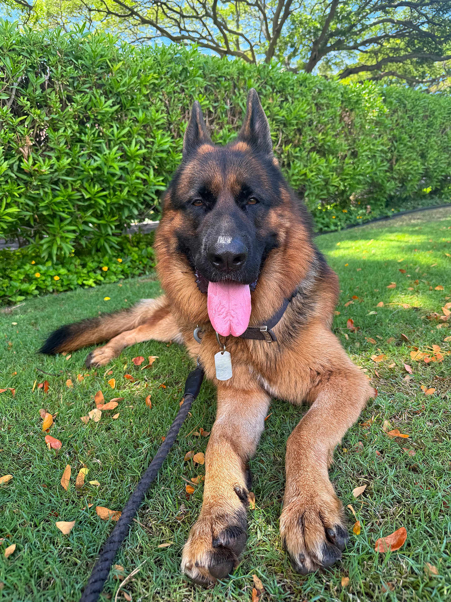 Elvis