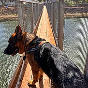 Elvis is registered to the contest to win money with this photo: dog, german_shepherd, leash, bridge, wooden_bridge, water, outdoor, sunlight, shadow, fence, nature, animal, pet, canine, walking, daytime, person, trees, sky, leash_harness