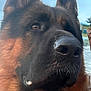 Elvis joined the competition — help win amazing prizes! dog, german_shepherd, close_up, portrait, outdoor, animal, ears, nose, fur, brown, black, sky, leash, collar, pet, canine, alert, looking_away, daylight, hand