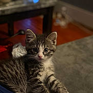 Bohannon is registered to the contest to win money with this photo: animal, blurred_background, cat, closeup, cute, domestic_cat, feline, fur, gray_surface, indoor, kitten, looking_at_camera, paw, pet, resting, small, soft_lighting, tabby, whiskers, young