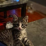 animal, blurred_background, cat, closeup, cute, domestic_cat, feline, fur, gray_surface, indoor, kitten, looking_at_camera, paw, pet, resting, small, soft_lighting, tabby, whiskers, young