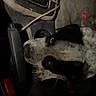 dog, black_and_white, car_interior, gear_shift, seatbelt, dark, pet, animal, canine, closeup, looking_up, vehicle, transport, seat, leather, cable, night, companion, domestic_animal, curious