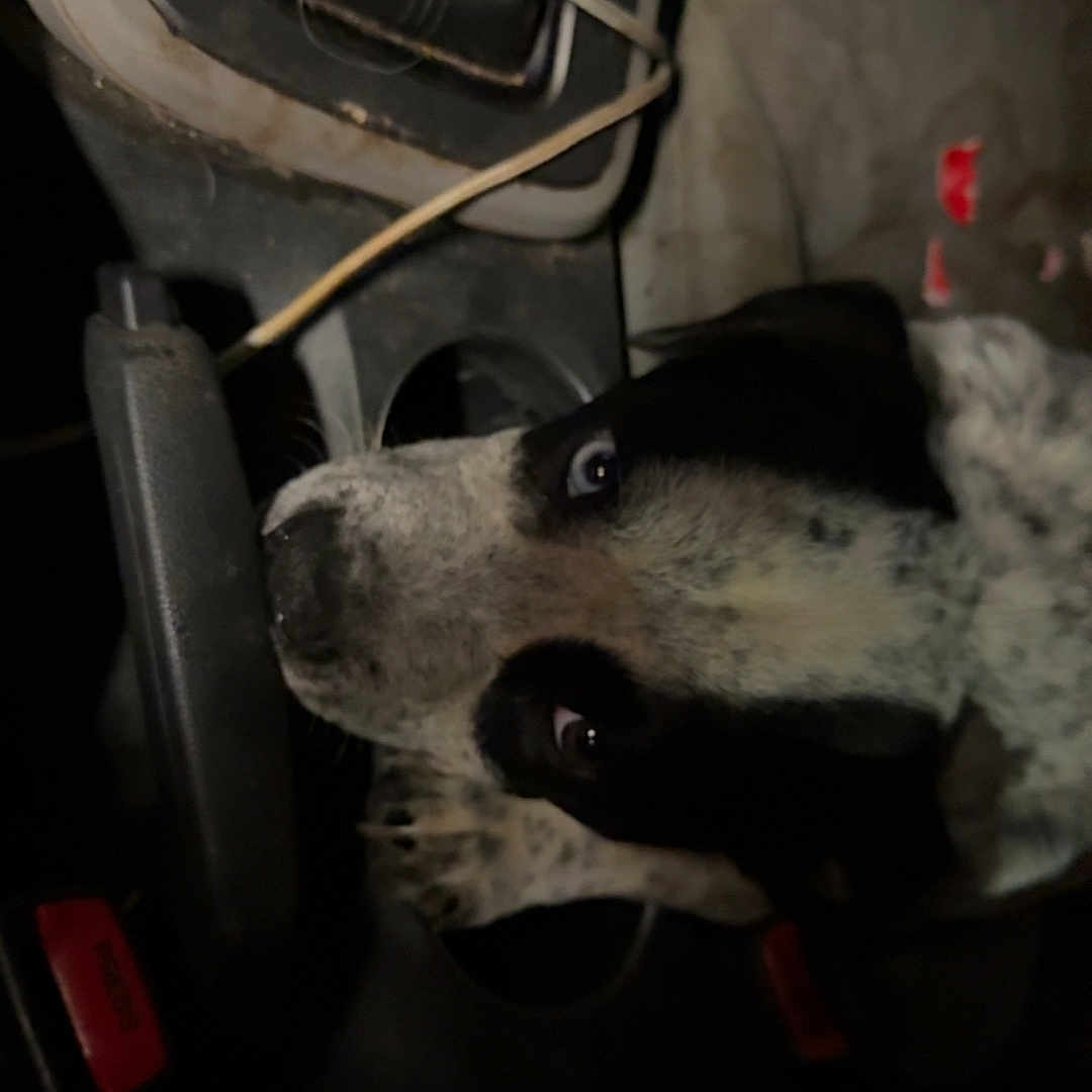 Moose joined the competition — help win amazing prizes! dog, black_and_white, car_interior, gear_shift, seatbelt, dark, pet, animal, canine, closeup, looking_up, vehicle, transport, seat, leather, cable, night, companion, domestic_animal, curious