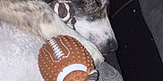 Winndixxii is registered to the contest to win money with this photo: animal, blanket, canine, closeup, comfort, couch, cozy, dog, domestic, football_toy, fur, indoor, nap, paw, pet, relaxation, resting, sleeping, soft, toy