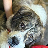Winndixxii is registered to the contest to win money with this photo: animal, brown, caring, close_up, cozy, dog, eyes, face, football, fur, hand, indoor, mouth, paw, pet, playing, red, rope, toy, white