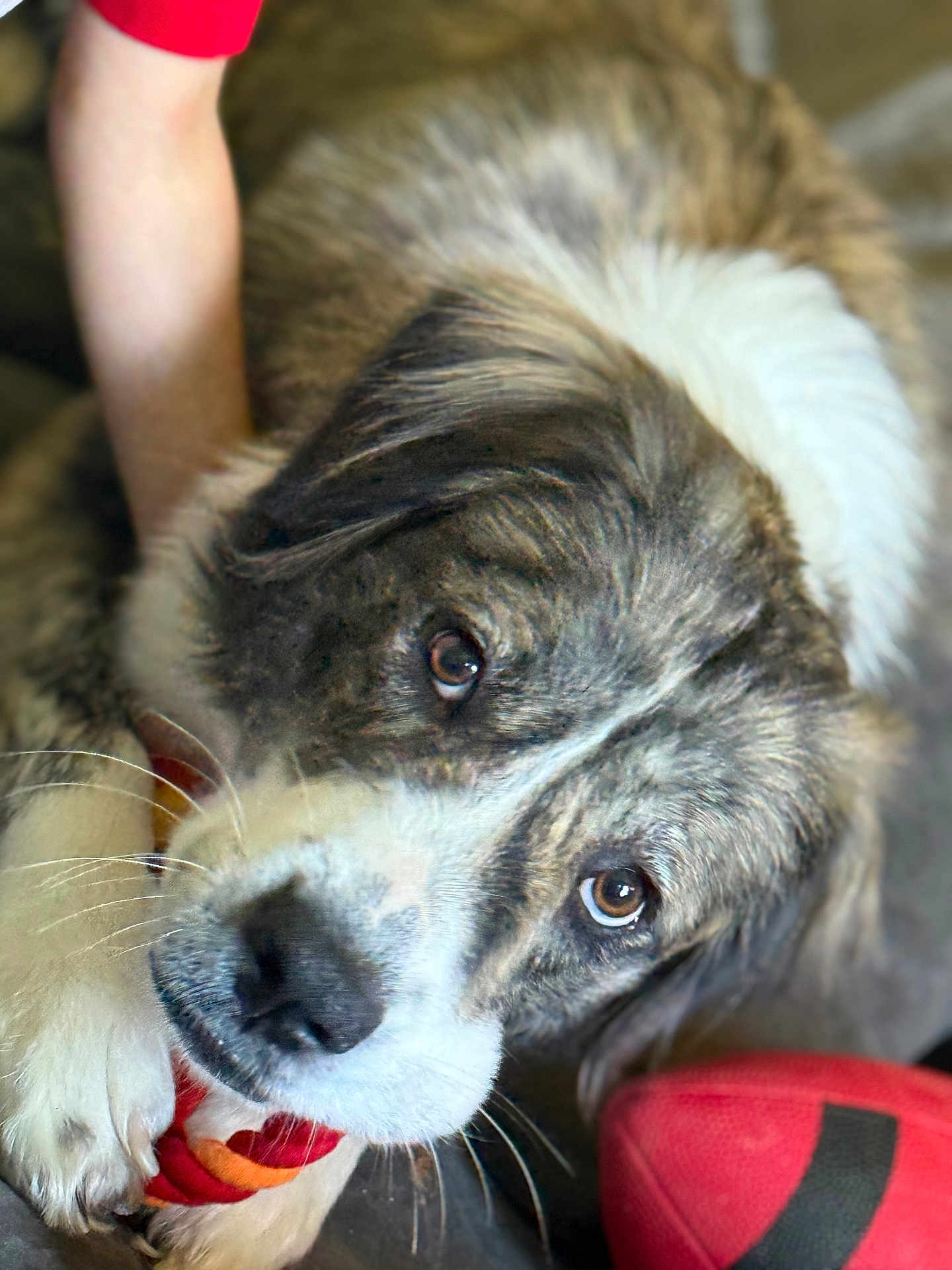 Winndixxii is registered to the contest to win money with this photo: animal, brown, caring, close_up, cozy, dog, eyes, face, football, fur, hand, indoor, mouth, paw, pet, playing, red, rope, toy, white