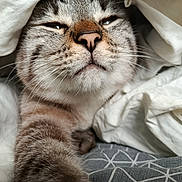 Ulysse a rejoint le concours — aidez-le/la à gagner de superbes lots ! cat, tabby, close_up, paw, blanket, white_blanket, cozy, sleepy, pet, fur, whiskers, indoor, resting, cute, animal, face, soft, comfort, relaxation, feline