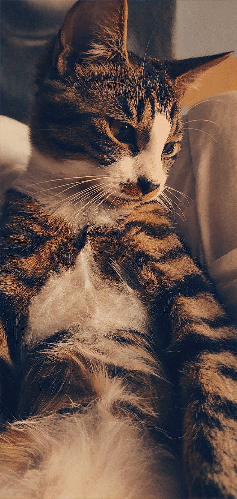 Tino