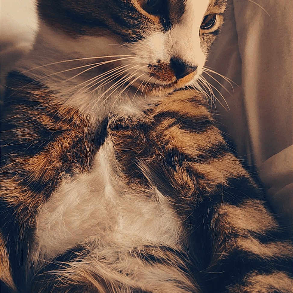 Tino