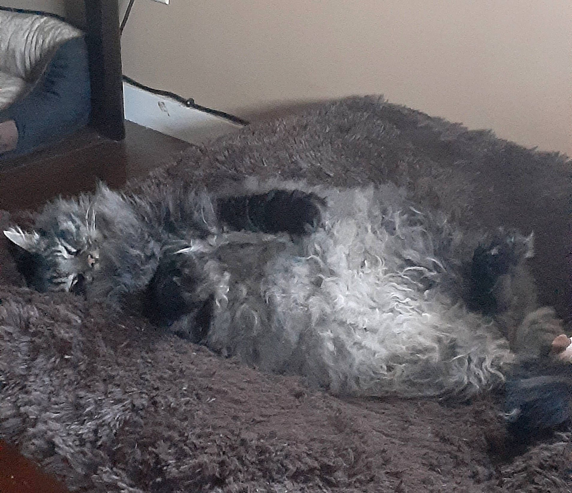 Maxwell joined the competition — help win amazing prizes! asphalt, automotive_tire, automotive_wheel_system, comfort, freezing, fur, landscape, luxury_vehicle, monochrome, monochrome_photography, ocean, pollution, rock, soil, tail, vehicle_door, wave, wind, wind_wave, winter