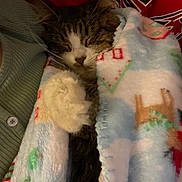 Millie is registered to the contest to win money with this photo: cat, sleeping, blanket, cozy, fur, paw, indoor, resting, cute, pet, animal, tabby, striped, comfort, warm, soft, closeup, relaxation, feline, nap