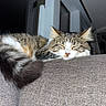 Millie joined the competition — help win amazing prizes! cat, tabby, sleeping, indoor, couch, furniture, tail, fur, pet, resting, cozy, window, home, animal, mammal, cute, domestic, whiskers, relaxing, peaceful