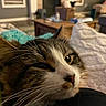 Millie is registered to the contest to win money with this photo: cat, close_up, indoor, blanket, couch, living_room, cozy, whiskers, fur, relaxed, soft, warm_lighting, home, pet, resting, furniture, comfort, domestic, animal, sleepy