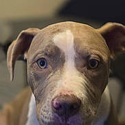 Cassius Clay joined the competition — help win amazing prizes! animal, brown, canine, close_up, companion, cute, dog, domestic_animal, ears, eyes, face, friend, fur, indoor, mammal, nose, pet, portrait, sitting, white