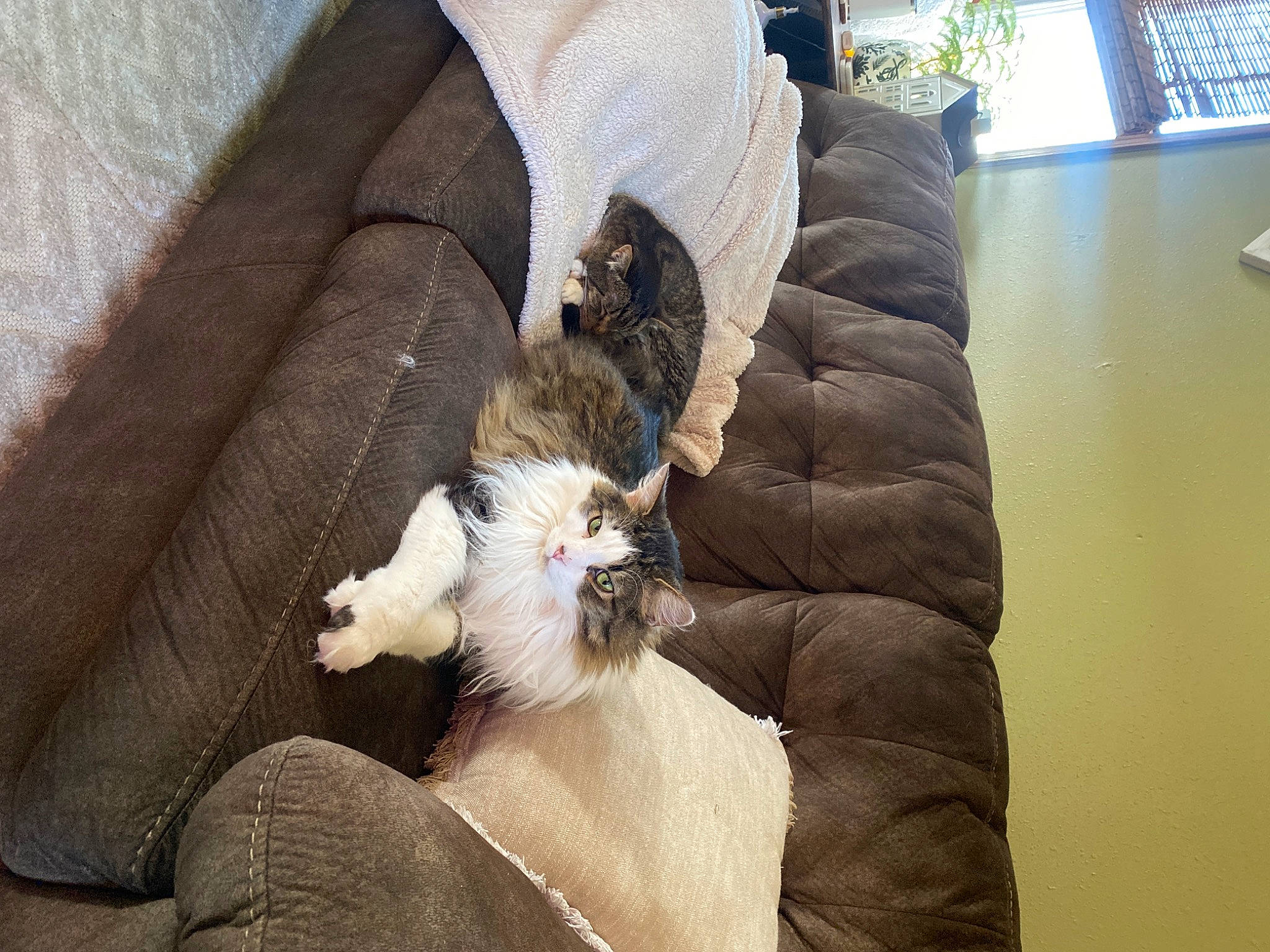 Bowie is registered to the contest to win money with this photo: car_seat, carnivore, cat, cat_supply, comfort, companion_dog, couch, domestic_short_haired_cat, fawn, felidae, fur, human_leg, lap, paw, room, small_to_medium_sized_cats, tail, thigh, whiskers, window