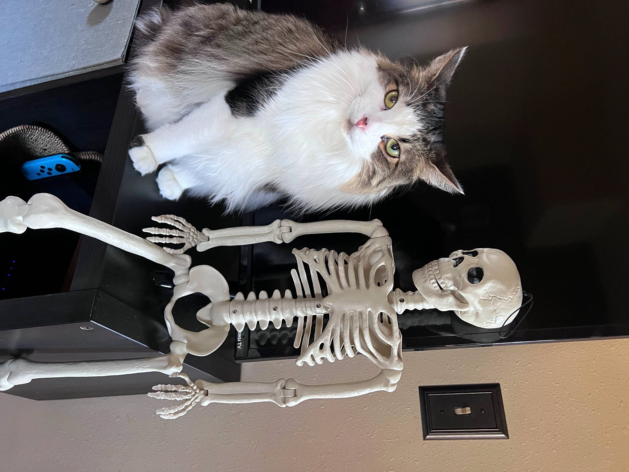 Bowie joined the competition — help win amazing prizes! art, bone, carnivore, cat, companion_dog, domestic_short_haired_cat, felidae, fur, paw, small_to_medium_sized_cats, tail, whiskers