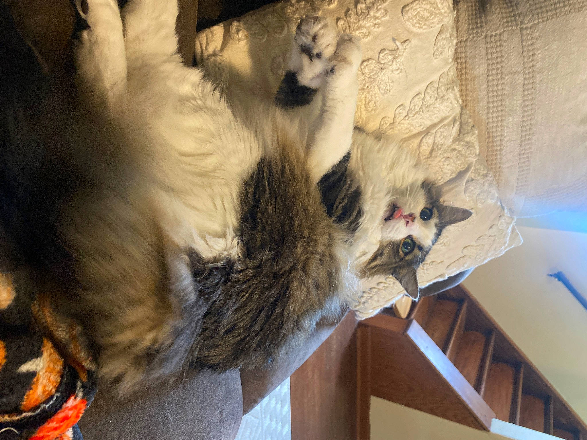 Bowie joined the competition — help win amazing prizes! canidae, claw, dog_breed, domestic_short_haired_cat, fawn, feather, felidae, freezing, fur, house, small_to_medium_sized_cats, snow, sporting_group, tail, whiskers, window, wing, winter, wood