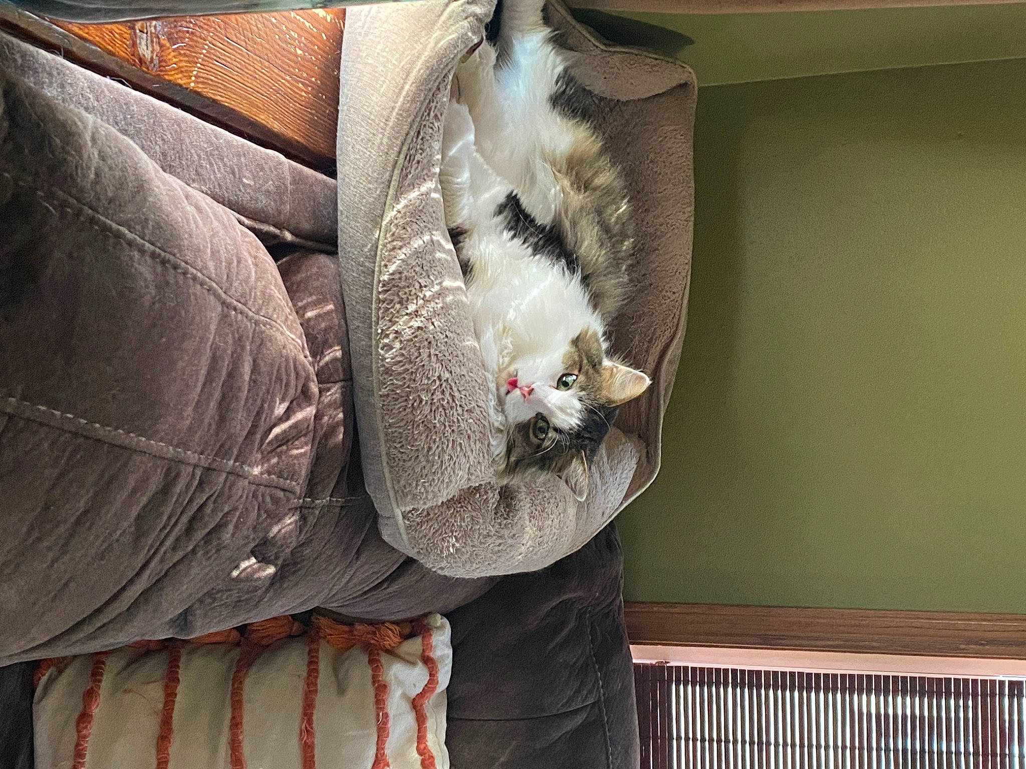 Bowie is registered to the contest to win money with this photo: carnivore, cat, comfort, domestic_short_haired_cat, feather, felidae, fur, grey, linens, pattern, room, small_to_medium_sized_cats, tail, whiskers, wood