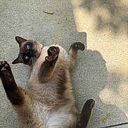 Gravy is registered to the contest to win money with this photo: cat, siamese_cat, animal, pet, playful, concrete, outdoor, shadow, fur, paw, whiskers, blue_eyes, relaxed, lying_down, curious, sunlight, claws, mammal, cute, nature