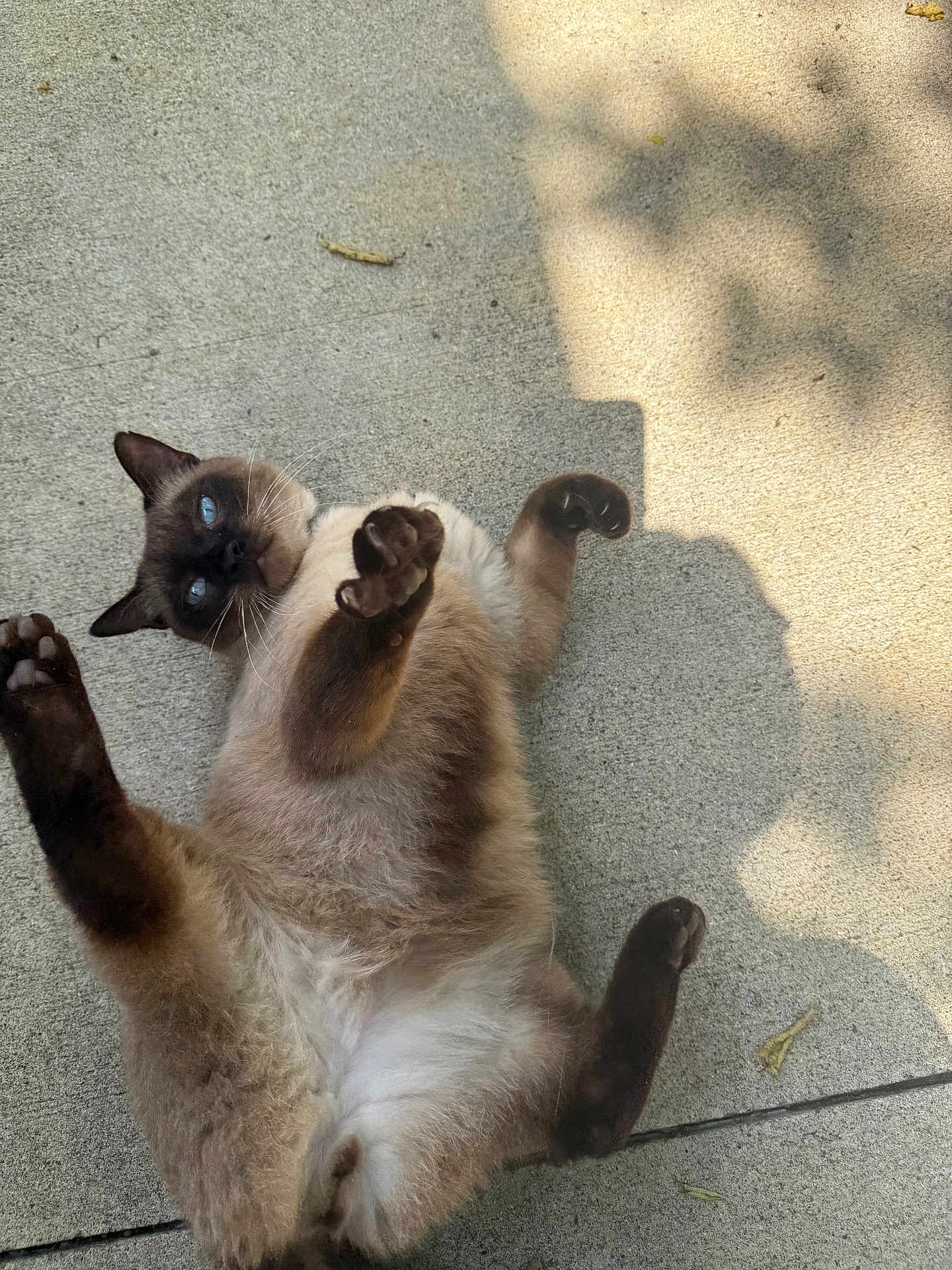 Gravy is registered to the contest to win money with this photo: cat, siamese_cat, animal, pet, playful, concrete, outdoor, shadow, fur, paw, whiskers, blue_eyes, relaxed, lying_down, curious, sunlight, claws, mammal, cute, nature