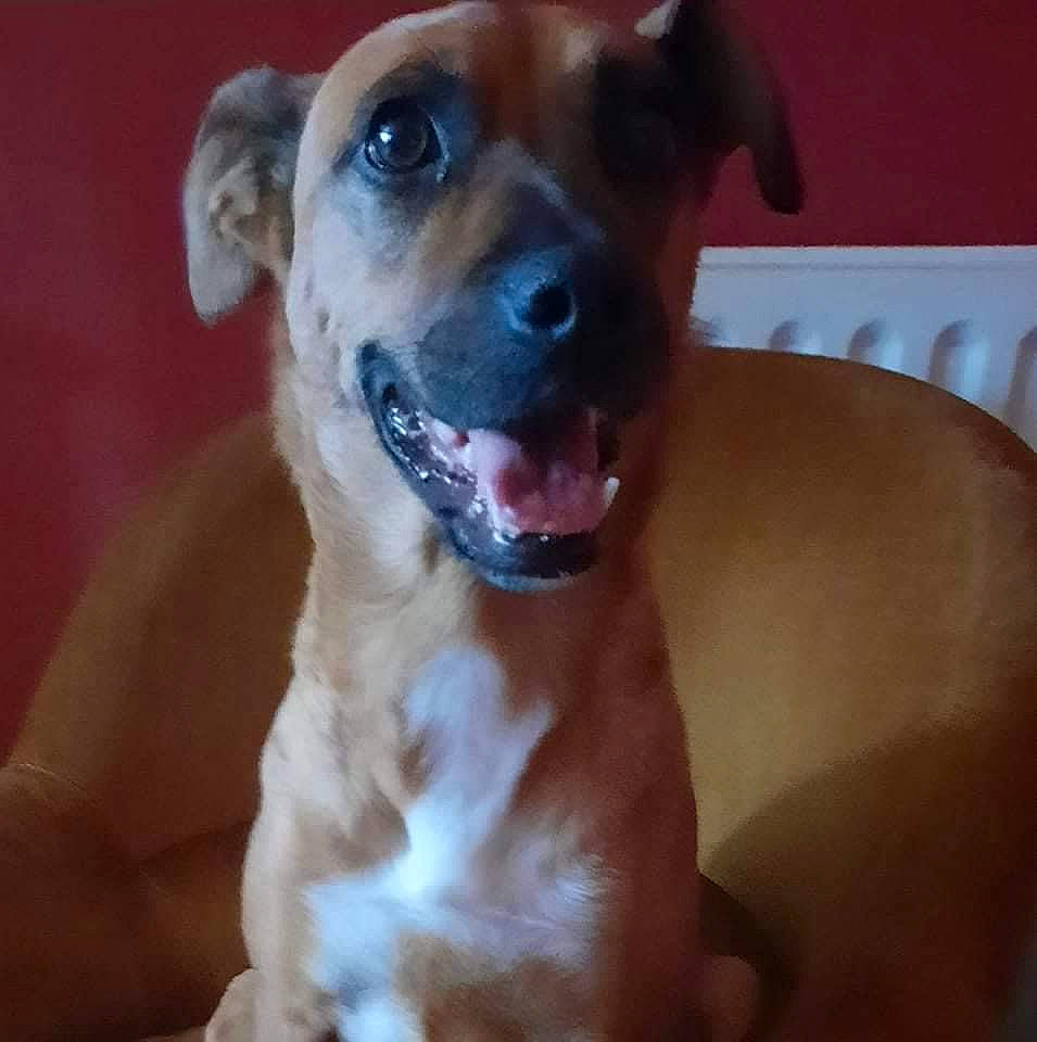 Rosalie a rejoint le concours — aidez-le/la à gagner de superbes lots ! ancient_dog_breeds, carnivore, collar, companion_dog, dog, dog_breed, dog_collar, ear, fawn, fur, guard_dog, molosser, paw, puppy_love, snout, sporting_group, terrestrial_animal, whiskers, working_animal, working_dog