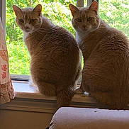 Clementine Ophelia is registered to the contest to win money with this photo: cat, window, windowsill, indoor, feline, ginger_cat, pets, two_animals, curious, looking_back, greenery, nature_outside, curtain, couch, domestic, fur, animal_pair, cozy, sunlight, home