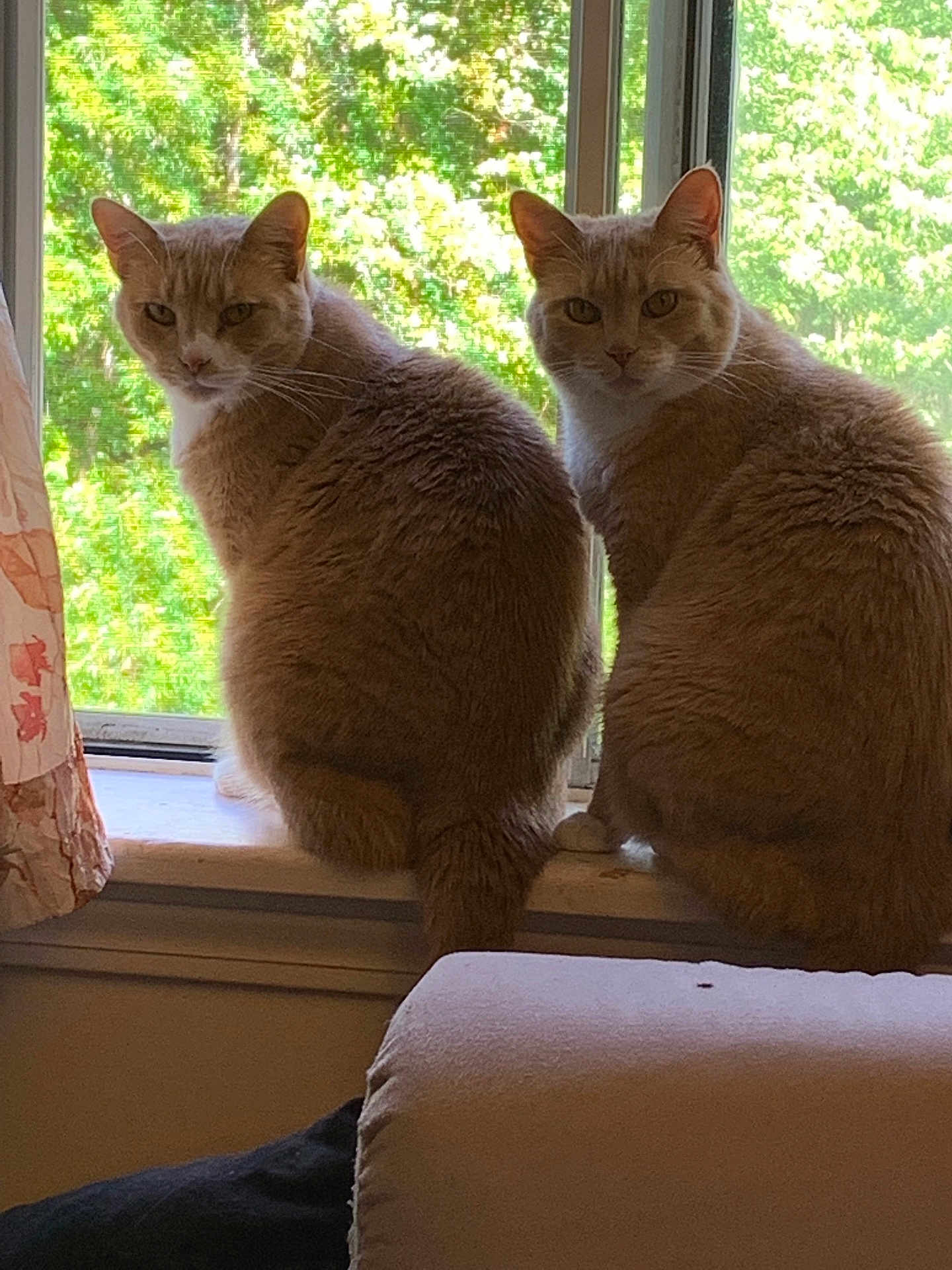 Clementine Ophelia is registered to the contest to win money with this photo: cat, window, windowsill, indoor, feline, ginger_cat, pets, two_animals, curious, looking_back, greenery, nature_outside, curtain, couch, domestic, fur, animal_pair, cozy, sunlight, home