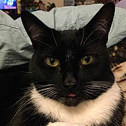 Ralphie is registered to the contest to win money with this photo: cat, tuxedo_cat, close_up, yellow_eyes, whiskers, black_and_white, pet, domestic_cat, fur, tongue_out, indoor, blanket, cozy, cute, animal, mammal, face, portrait, relaxed