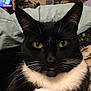 cat, tuxedo_cat, close_up, yellow_eyes, whiskers, black_and_white, pet, domestic_cat, fur, tongue_out, indoor, blanket, cozy, cute, animal, mammal, face, portrait, relaxed