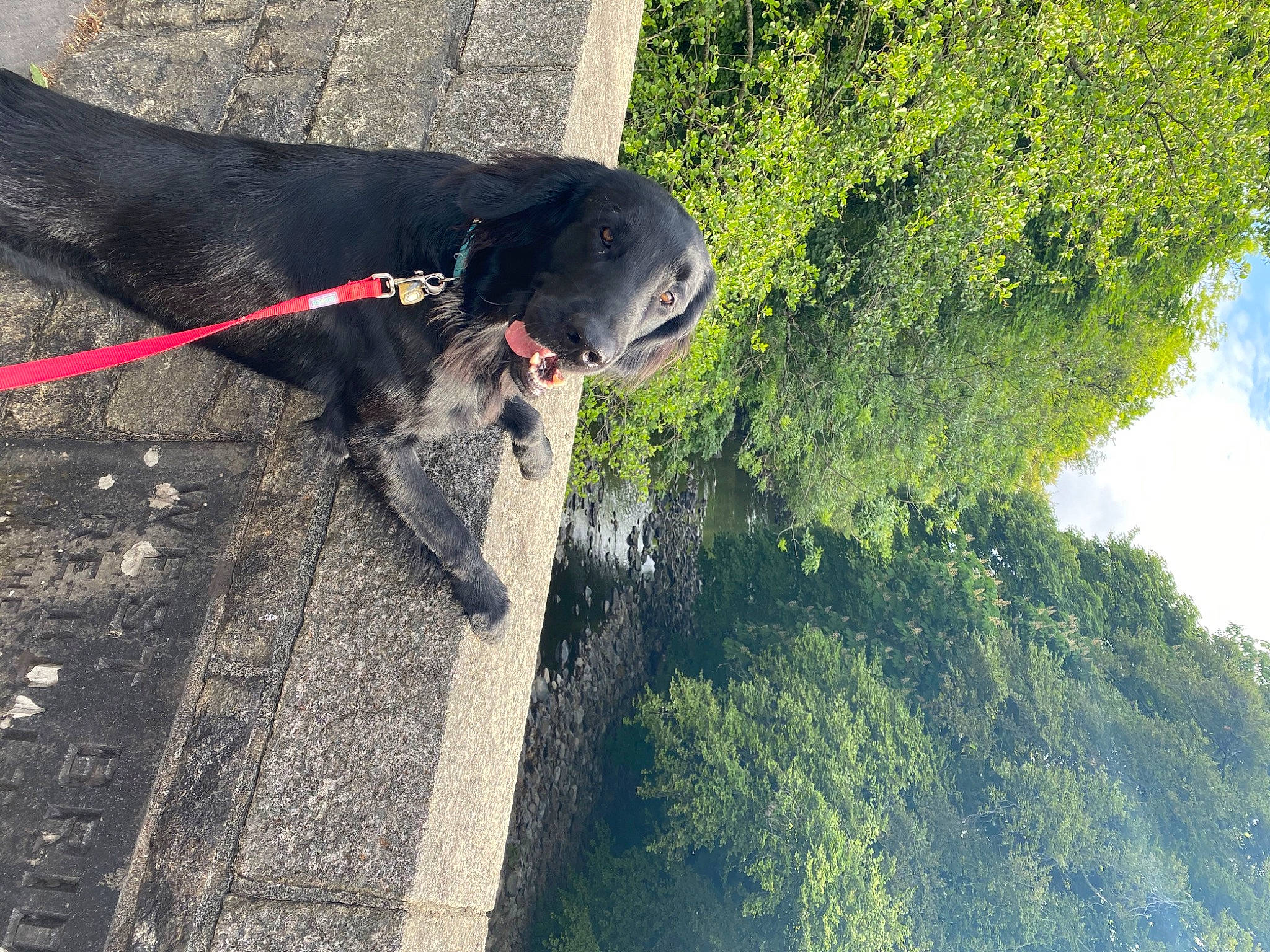 Bosun joined the competition — help win amazing prizes! canidae, carnivore, collar, dog, dog_breed, dog_collar, grass, landscape, leash, pet_supply, plant, rock, shadow, shrub, sky, sporting_group, tail, tree, water, working_animal