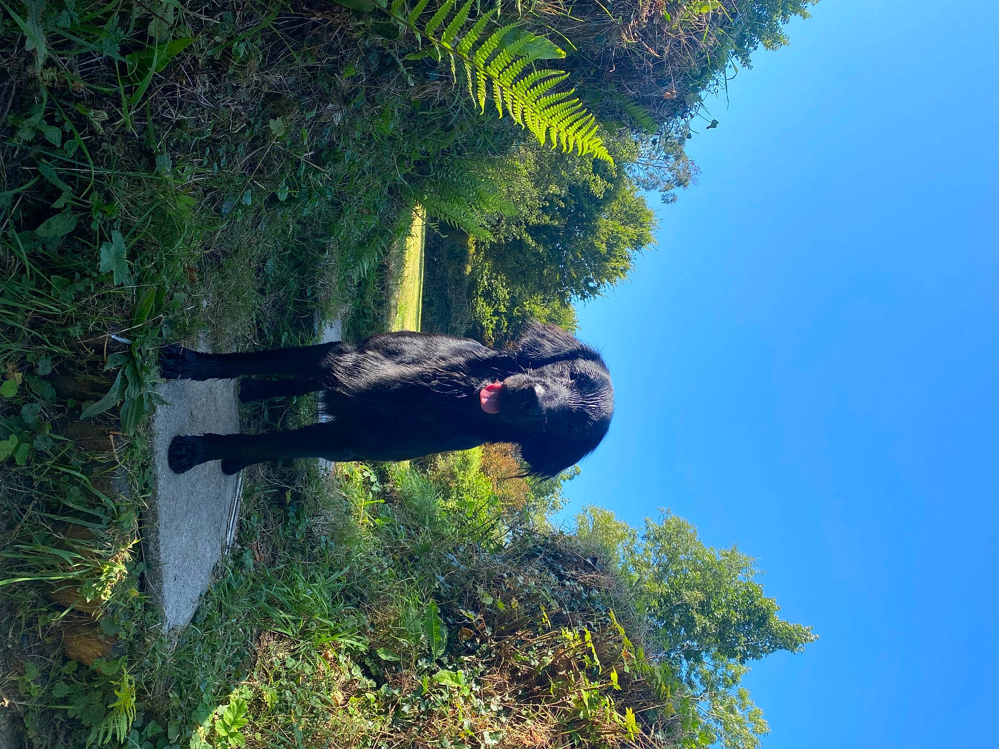 Bosun is registered to the contest to win money with this photo: arecales, branch, forest, grass, jungle, landscape, natural_landscape, palm_tree, people_in_nature, plant, rock, shrub, sky, temperate_broadleaf_and_mixed_forest, terrestrial_plant, tree, trunk, wood, woody_plant