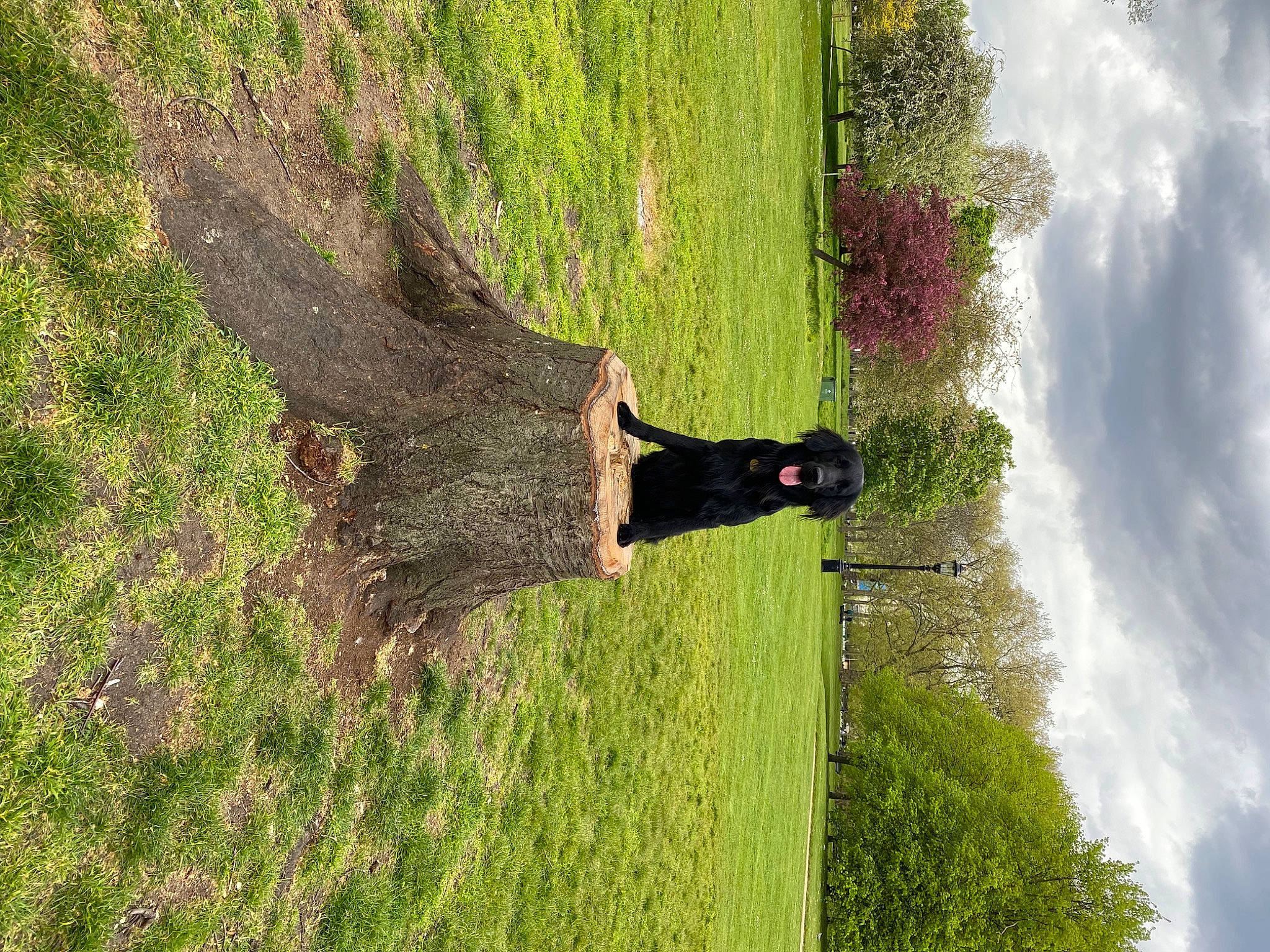 Bosun joined the competition — help win amazing prizes! biome, cloud, grass, grass_family, grassland, groundcover, landscape, lawn, leaf, meadow, people_in_nature, plant, shrub, sky, tints_and_shades, tree, trunk, water, window, wood