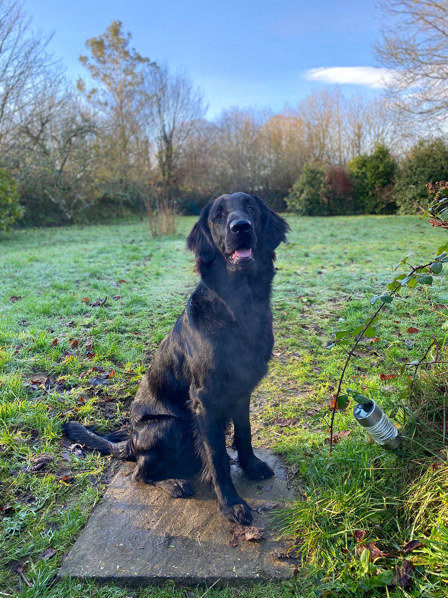 Bosun is registered to the contest to win money with this photo: carnivore, cloud, collar, companion_dog, dog, dog_breed, dog_collar, fawn, grass, groundcover, gun_dog, landscape, plant, retriever, shrub, sky, sporting_group, tail, tree, working_animal