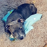 Aïko participe au concours pour gagner de l'argent avec cette photo : dog, puppy, pet_bed, fluffy_bed, gray_dog, indoor, wood_floor, toy, resting, looking_up, cozy, cute, animal, canine, relaxed, snuggled, soft_texture, home, domestic, companion