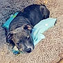 dog, puppy, pet_bed, fluffy_bed, gray_dog, indoor, wood_floor, toy, resting, looking_up, cozy, cute, animal, canine, relaxed, snuggled, soft_texture, home, domestic, companion