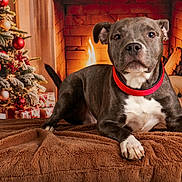 Aïko participe au concours pour gagner de l'argent avec cette photo : animal, bed, brown_blanket, christmas_ornaments, christmas_tree, cozy, dog, fire, fireplace, fur, holiday_decor, indoor, paw, pet, red_collar, relaxing, seasonal, teddy_bear, warm_lighting, wrapped_presents
