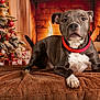 animal, bed, brown_blanket, christmas_ornaments, christmas_tree, cozy, dog, fire, fireplace, fur, holiday_decor, indoor, paw, pet, red_collar, relaxing, seasonal, teddy_bear, warm_lighting, wrapped_presents