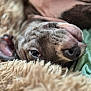 dog, close_up, face, fur, blanket, lying_down, relaxed, pet, canine, soft_texture, indoors, cozy, animal, snout, eye, ear, resting, comfort, sleepy, green_cloth