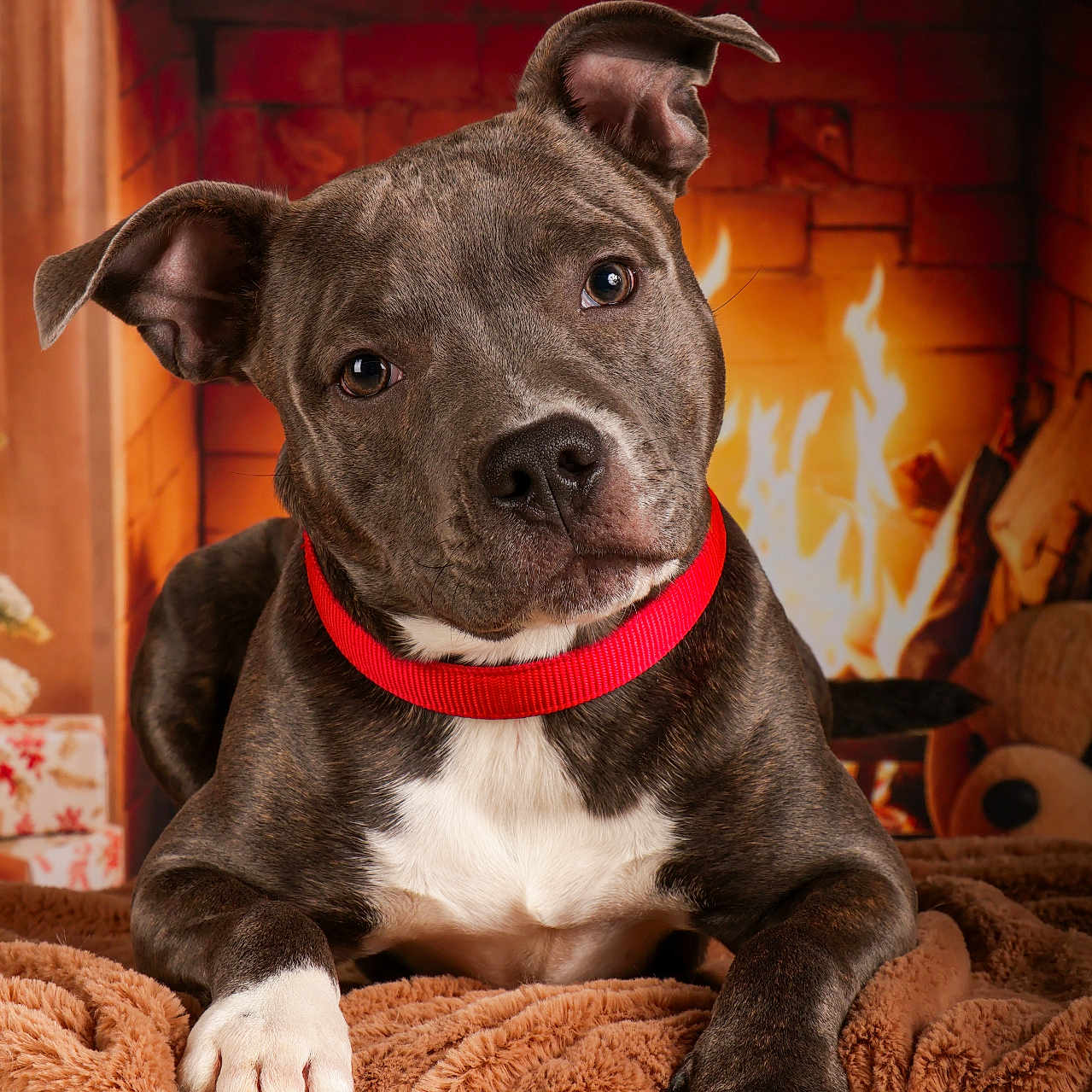 Aïko participe au concours pour gagner de l'argent avec cette photo : animal, background, blanket, brown, cozy, cute, decorations, dog, fire, fireplace, fur, holiday, indoors, mammal, pet, portrait, red_collar, relaxed, warm, white_paws