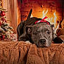 Aïko a rejoint le concours — aidez-le/la à gagner de superbes lots ! animal, blanket, brown_blanket, christmas_tree, cozy, decorations, dog, festive, fire, fireplace, gray_dog, holiday, indoor, looking_at_camera, ornaments, pet, red_collar, relaxed, teddy_bear, warm