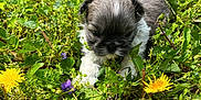 Dixie Rae Valentino joined the competition — help win amazing prizes! animal, closeup, cute, dandelion, dog, flowers, fluffy, garden, grass, greenery, leaf, nature, outdoor, pets, plant, puppy, small_animal, spring, sunlight, young