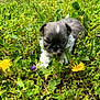 animal, closeup, cute, dandelion, dog, flowers, fluffy, garden, grass, greenery, leaf, nature, outdoor, pets, plant, puppy, small_animal, spring, sunlight, young