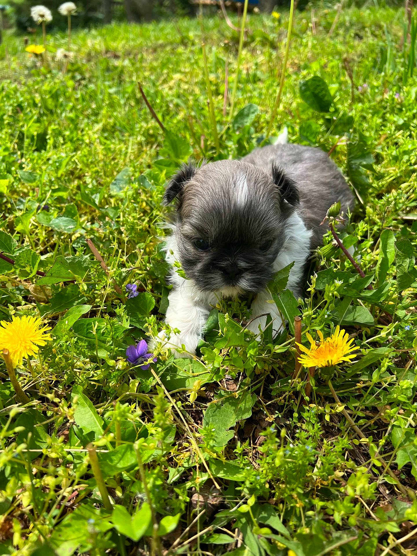 Dixie Rae Valentino