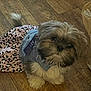 Dixie Rae Valentino joined the competition — help win amazing prizes! adorable, animal, brown, clothing, cute, dog, domestic_animal, fluffy, fur, indoor, leopard_print, looking_up, outfit, pet, puppy, sitting, skirt, small_dog, white, wooden_floor