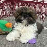 Dixie Rae Valentino joined the competition — help win amazing prizes! black, blanket, brown, closeup, cozy, cute, dog, fluffy, heart_pattern, indoor, patterned_throw, pet, plush_toy, puppy, sitting, small_dog, soft_texture, toy, tree_pattern, white