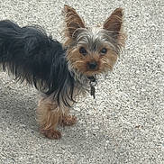 Blaze is registered to the contest to win money with this photo: dog, small_dog, yorkshire_terrier, pet, animal, ears, fur, curious, outdoor, concrete, standing, looking, alert, collar, leash_tag, closeup, cute, portrait, brown, black