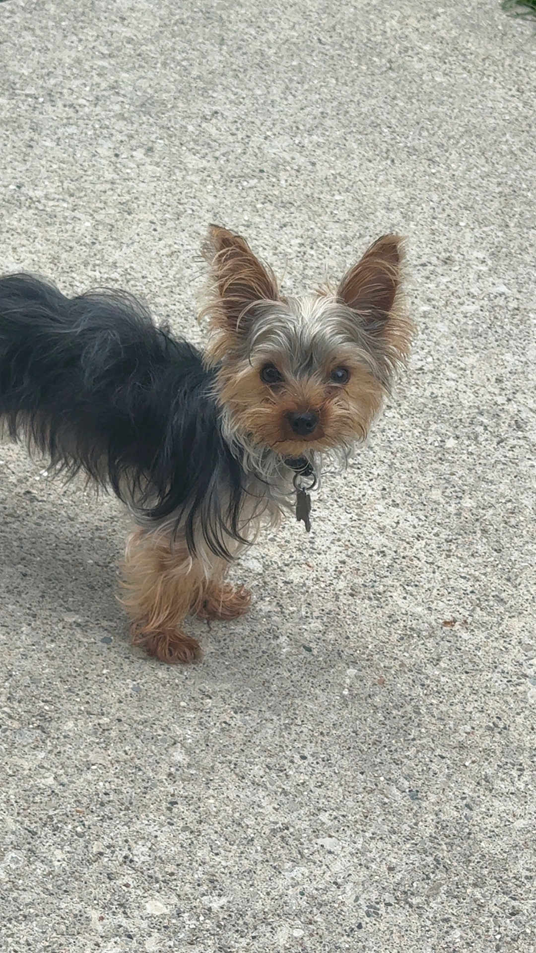 Blaze is registered to the contest to win money with this photo: dog, small_dog, yorkshire_terrier, pet, animal, ears, fur, curious, outdoor, concrete, standing, looking, alert, collar, leash_tag, closeup, cute, portrait, brown, black