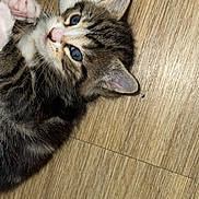 Bulle a rejoint le concours — aidez-le/la à gagner de superbes lots ! abyssinian, accessories, animal, cat, hardwood, indoors, interiordesign, kitten, leash, manx, person, pet, plywood, siamese, sleeping, strap, wood