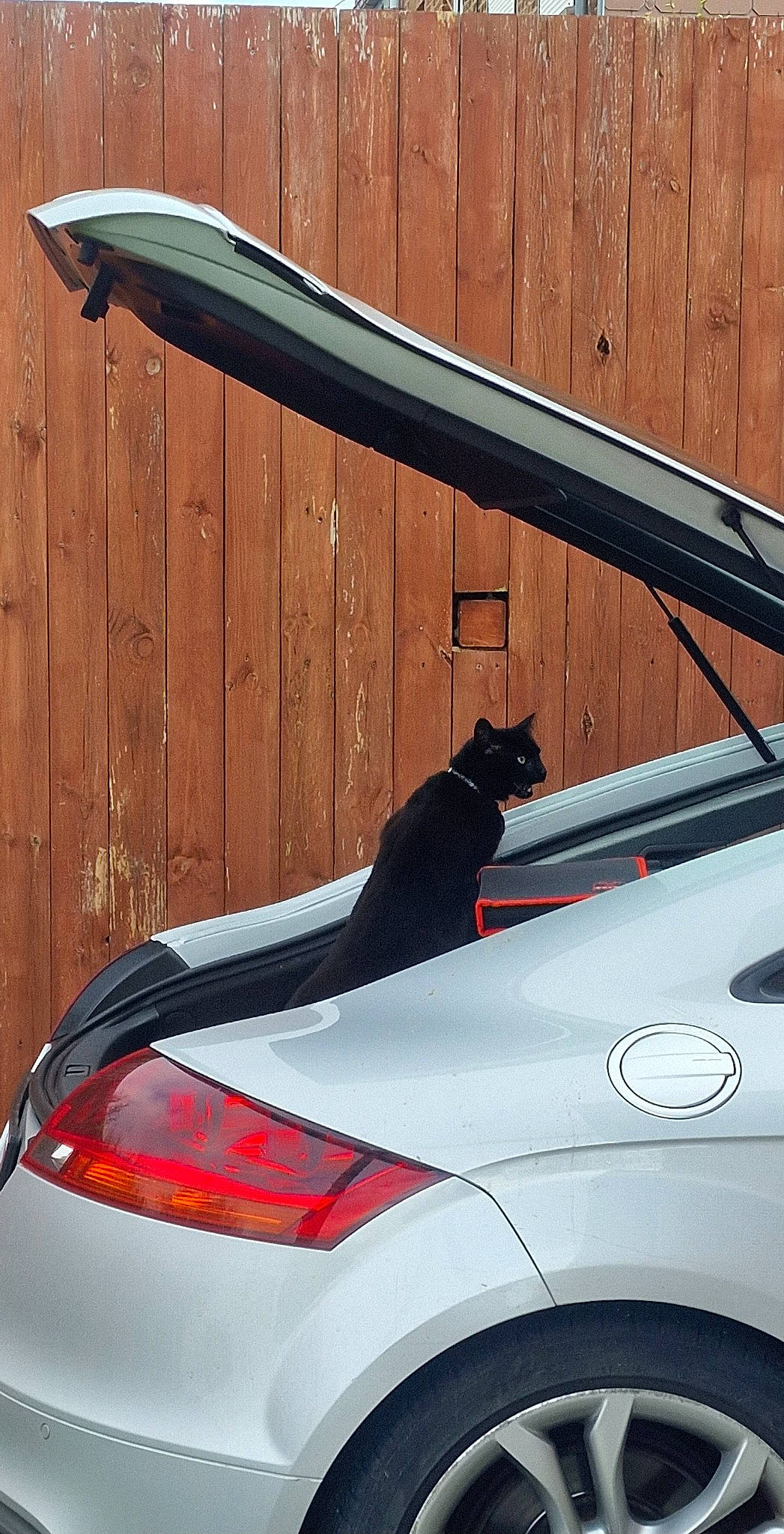 Speedy a rejoint le concours — aidez-le/la à gagner de superbes lots ! alloy_wheel, automotive_design, automotive_exterior, automotive_lighting, automotive_tail_brake_light, automotive_tire, black, car, carnivore, cat, felidae, hood, land_vehicle, light, line, motor_vehicle, rim, vehicle, vehicle_door, window