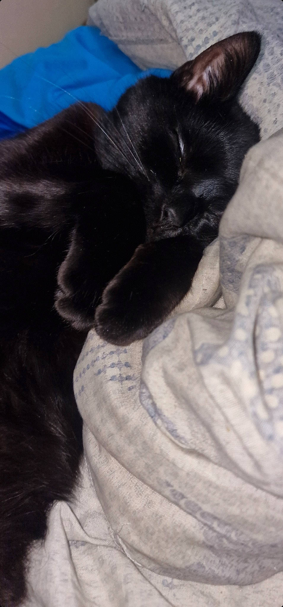 Speedy a rejoint le concours — aidez-le/la à gagner de superbes lots ! black_cat, bombay, canidae, carnivore, cat, claw, comfort, companion_dog, dog_breed, domestic_short_haired_cat, ear, felidae, fur, nap, paw, small_to_medium_sized_cats, snout, sporting_group, tail, whiskers